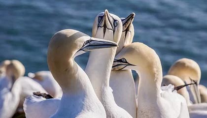 【独家】糖心vlog深度揭秘：花絮风波背后，当事人在后台的角色疯狂令人意外