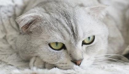 WWW国产亚洲精品久久久:引领国产内容新体验